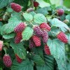 Саженец ежемалины Логан Берри (Loganberry): фото и описание