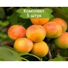 Саженцы абрикоса Водолей (средний) -  5 шт.: фото и описание