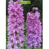 Саженцы дельфиниума Розовый закат -  5 шт.: фото и описание