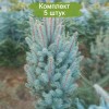 Саженцы Ели Голубая Мисти Блу (Misty Blue)  60-100 см -  5 шт.: фото и описание