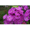 Саженцы флокса Аметист (Amethyst) -  5 шт.: фото и описание