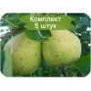 Саженцы груши Память Яковлеву -  5 шт.: фото и описание