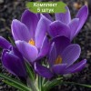 Луковицы крокуса крупноцветкового Гранд Мэтр (Grand Maitre) -  5 шт.: фото и описание