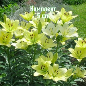 Комплект 5шт / Лилия Геррит Залм