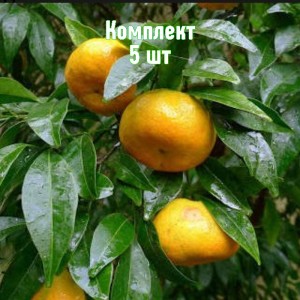 Комплект 5шт / Мандарин Понкан