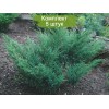 Саженцы можжевельника Казацкий -  5 шт.: фото и описание