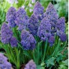 Луковицы Мускари Фэнтези Криэйшн (Fantasy Creation) - 5 шт.: фото и описание