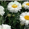 Саженцы ромашки (нивяника) Паладин (Paladin) - 5 шт.: фото и описание
