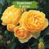 Саженцы английской розы Грэхем Томас / Грехам Томас (Graham Thomas) -  5 шт.: фото и описание