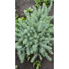 Саженец Очитка (седума) отогнутого Блю Спрус (Blue Spruce): фото и описание