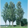 Саженец тополя Серебристый Пирамидальный (40-60 см): фото и описание
